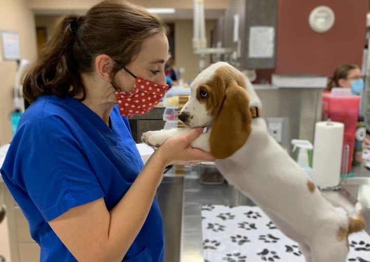 Carousel Slide 3: Iowa City Dog Veterinarian